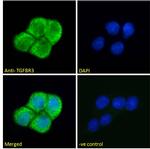 TGFBR3 Antibody in Immunocytochemistry (ICC/IF)