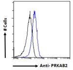AMPK beta-2 Antibody in Flow Cytometry (Flow)