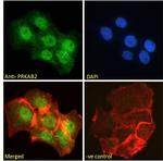 AMPK beta-2 Polyclonal Antibody