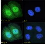 AMPK beta-2 Antibody in Immunocytochemistry (ICC/IF)