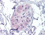 AMPK beta-2 Antibody in Immunohistochemistry (Paraffin) (IHC (P))