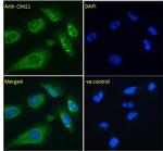 CMG1 Polyclonal Antibody