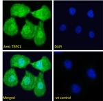 TRPC1 Polyclonal Antibody