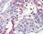 FAAH Antibody in Immunohistochemistry (Paraffin) (IHC (P))