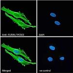 Furin Antibody in Immunocytochemistry (ICC/IF)