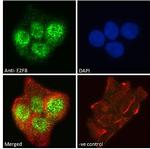 E2F8 Antibody in Immunocytochemistry (ICC/IF)