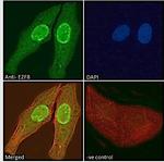 E2F8 Polyclonal Antibody