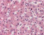 RASSF1 Antibody in Immunohistochemistry (Paraffin) (IHC (P))