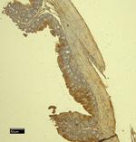 MCPT4 Polyclonal Antibody