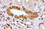 AHR Antibody in Immunohistochemistry (Paraffin) (IHC (P))