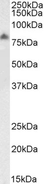 LIMP2 Antibody in Western Blot (WB)