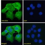 CLEC2D Polyclonal Antibody