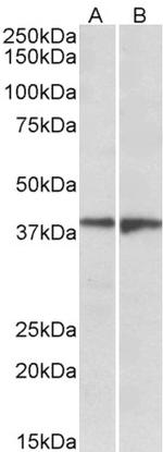 EDG8 Polyclonal Antibody