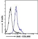 COL4A6 Antibody in Flow Cytometry (Flow)