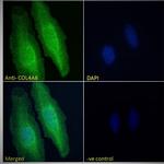 COL4A6 Antibody in Immunocytochemistry (ICC/IF)