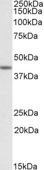 TAF7L Polyclonal Antibody