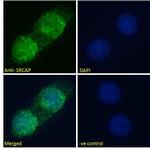 SRCAP Polyclonal Antibody