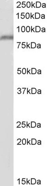 PPIG Polyclonal Antibody
