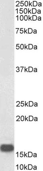 NRGN Antibody in Western Blot (WB)