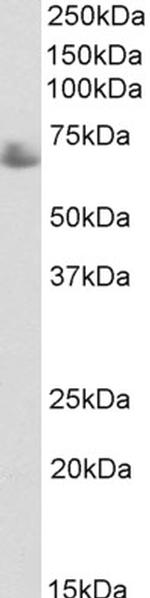 TRF1 Polyclonal Antibody