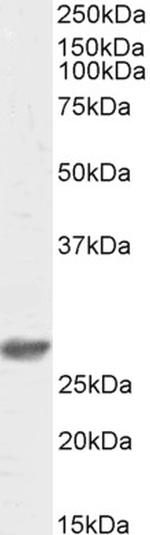 DCUN1D1 Polyclonal Antibody