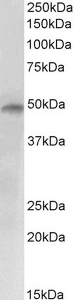 E2F4 Polyclonal Antibody