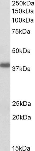 BOB-1 Antibody in Western Blot (WB)