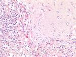 Oct-2 Polyclonal Antibody