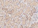 NIPBL Antibody in Immunohistochemistry (Paraffin) (IHC (P))
