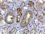 HIF3A Antibody in Immunohistochemistry (Paraffin) (IHC (P))