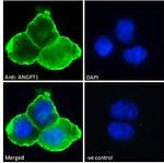 Angiopoietin 1 Polyclonal Antibody