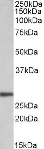 Artemin Polyclonal Antibody
