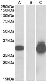 PNAS4 Antibody in Western Blot (WB)