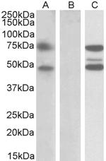 ASNSD1 Polyclonal Antibody