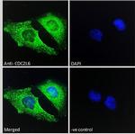 Cdc2L6 Polyclonal Antibody