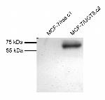 UGT8 Polyclonal Antibody