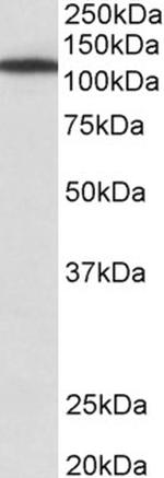 MYO1B Antibody in Western Blot (WB)
