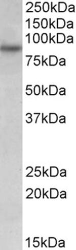 RUFY1 Antibody in Western Blot (WB)