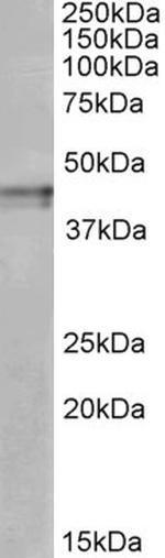 OPRK1 Polyclonal Antibody