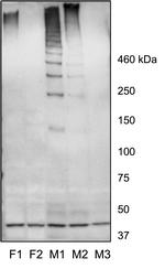 Mucin 19 Polyclonal Antibody