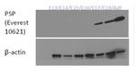 Splunc2 Antibody in Western Blot (WB)