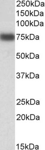IRF2BP1 Antibody in Western Blot (WB)