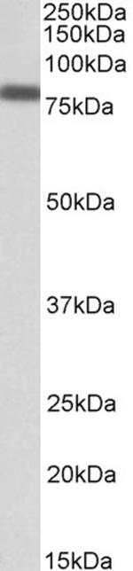 IRF2BP1 Antibody in Western Blot (WB)