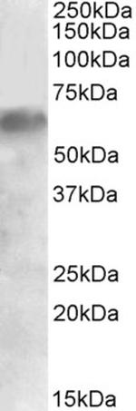 IRF2BP1 Antibody in Western Blot (WB)