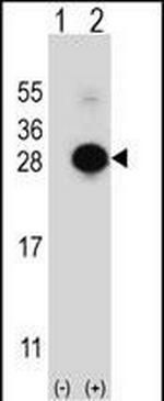 MOB1 Antibody in Western Blot (WB)