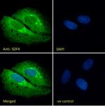 SDF4 Polyclonal Antibody