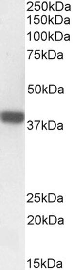 FOXI3 Antibody in Western Blot (WB)