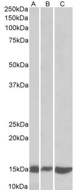 Galectin 1 Polyclonal Antibody
