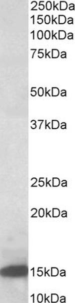 Galectin 1 Polyclonal Antibody