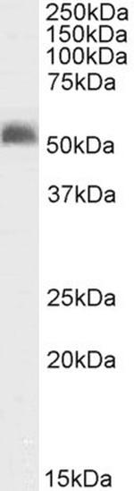 GABRG2 Antibody in Western Blot (WB)